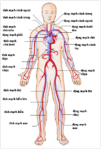 Huyết áp lớn nhất ở đâu