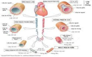 Huyết áp phụ thuộc vào yếu tố nào